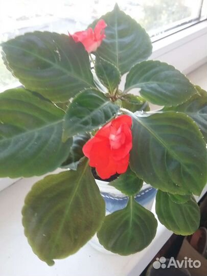 Бальзамин махровый