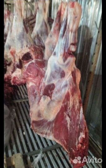 Мясо телятина