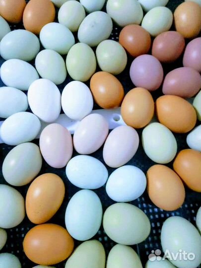 Цыплята амераукана и доминант яйца дают цветные