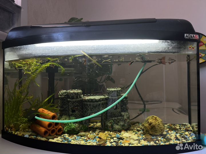 Аквариум 45л со всем необходимым + автокормушка