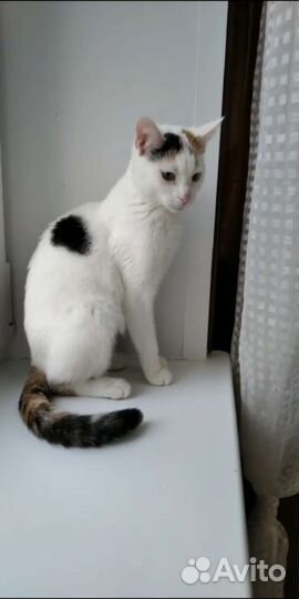 Стерилизованная кошка Эля