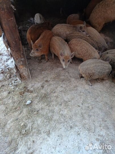 Поросята Венгерская мангалица