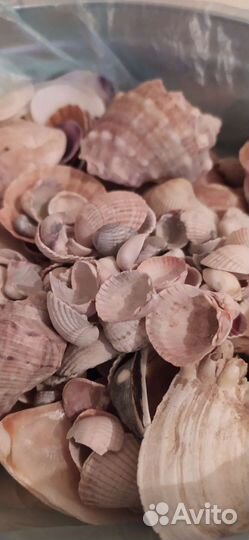 Морские ракушки