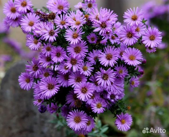 Саженцы Цветы Земляника