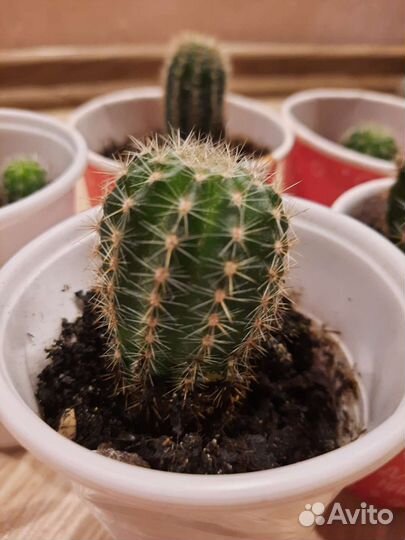 Кактус суккулента толстянка