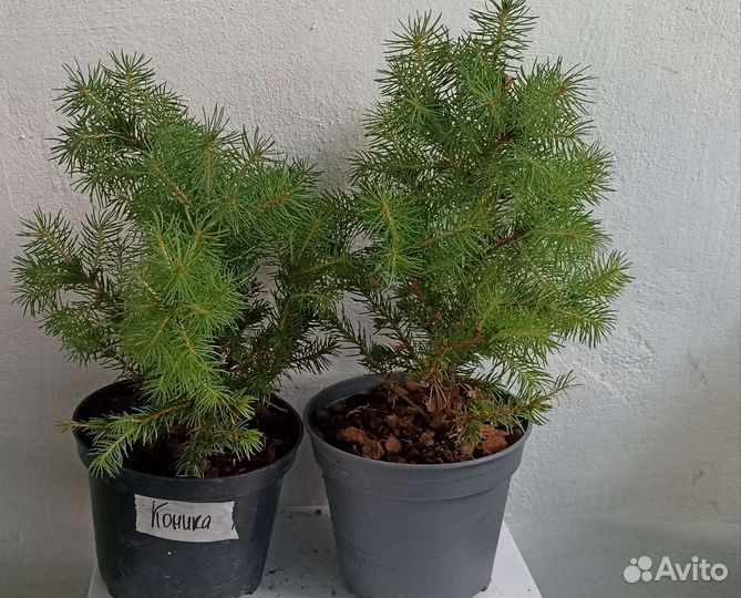 Ель Глаука,Можжевельники, Туи