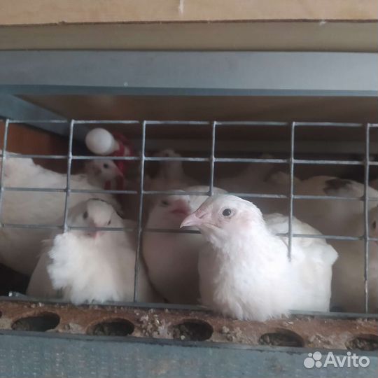 Яйцо куриное, перепелиное. Мясо бройлера, курей