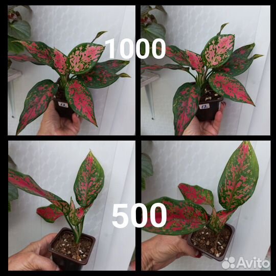 Аглоанемы, калатеи, диффенбахия