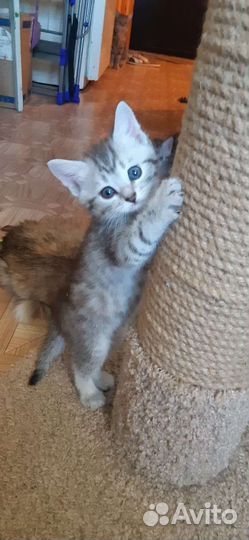 Котят спасли с леса