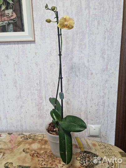Орхидеи фаленопсис (разные)