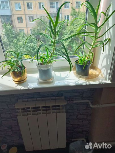 Комнатные цветы алоэ