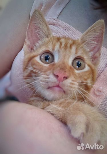 Рыжий котенок в добрые руки