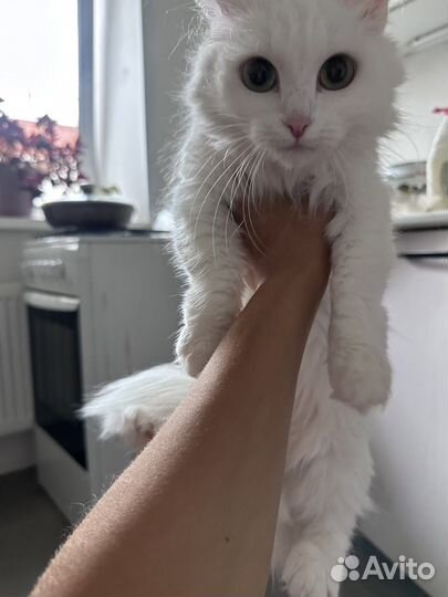 Отдам бесплатно в добрые руки