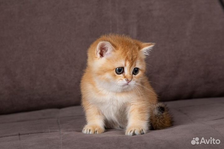 Золота британская шиншилла