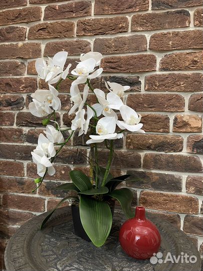 Орхидея фаленопсис