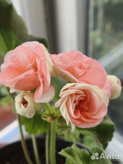 Пеларгония сортовая