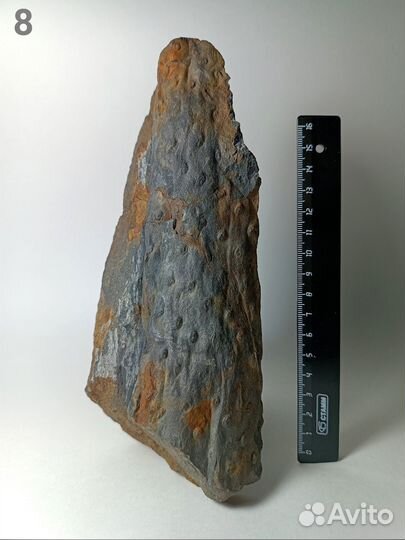 Палеонтология окаменелость Стигмарии