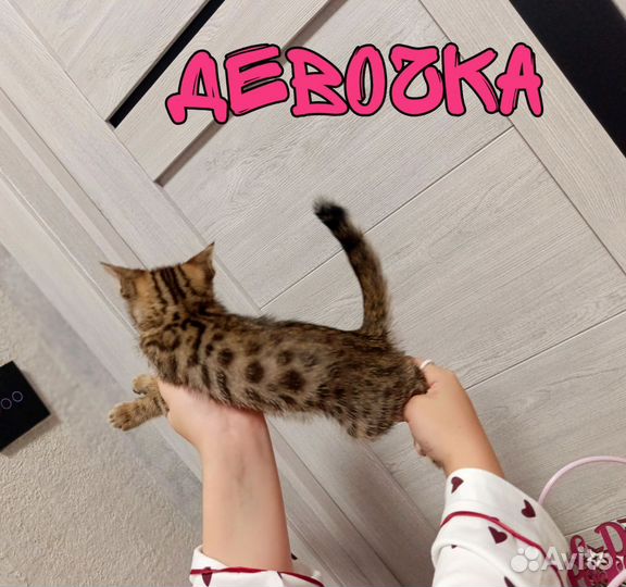 Бенгальские котята