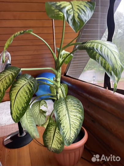 Диффенбахия