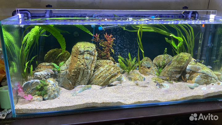 Набор камней 60 кг, танганьика