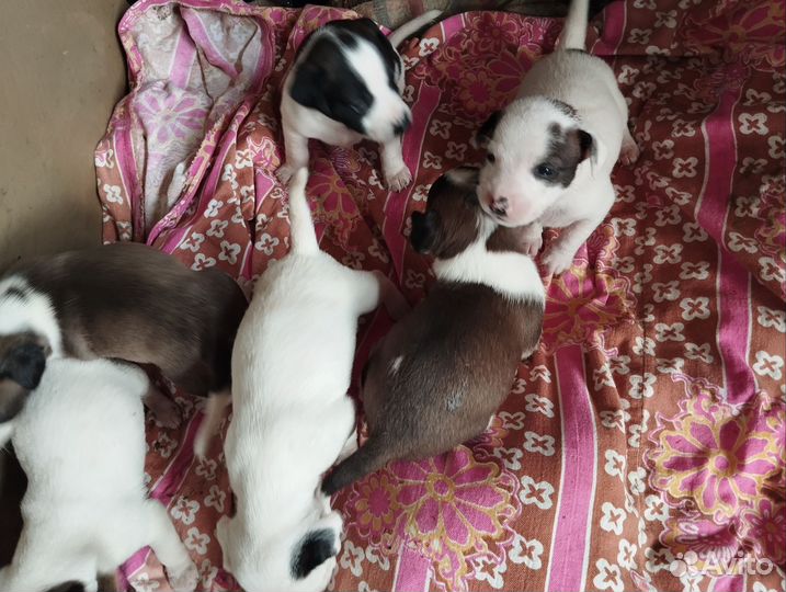 Щенки джек Рассел терьер гладкошерстный