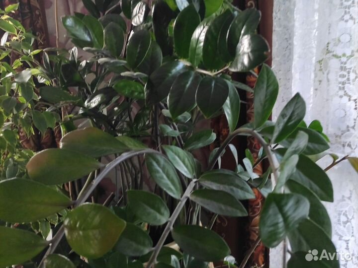 Замиокулькас