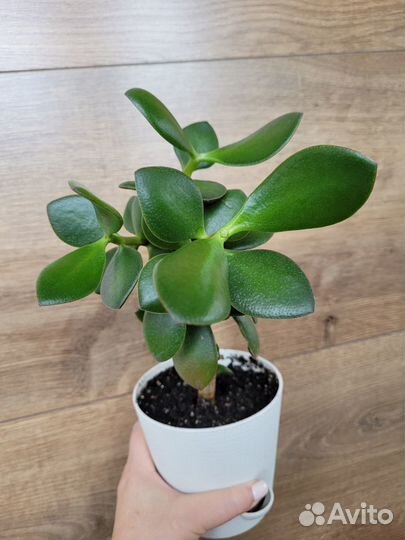 Денежное дерево