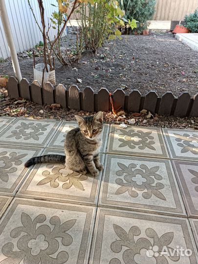 Котята