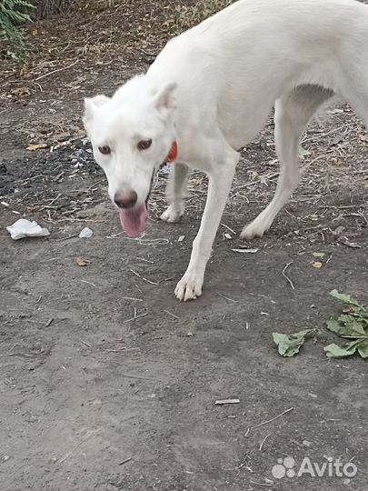 Собака в добрые руки