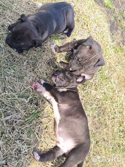 Щенок питбуль девочка