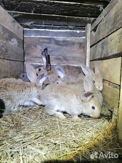 Продаю кроликов