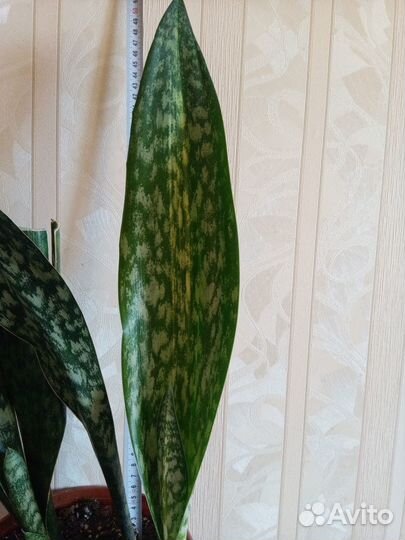 Сансевиерия сортовая