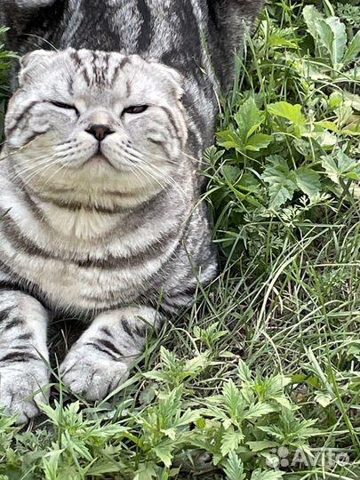 Шотландская вислоухая,кот на вязку