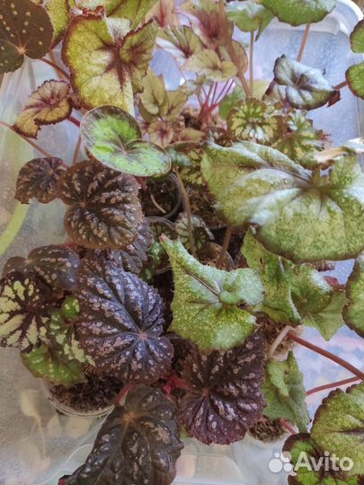 Распродажа бегоний