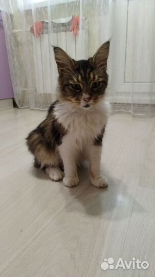 Кошка бесплатно в дар