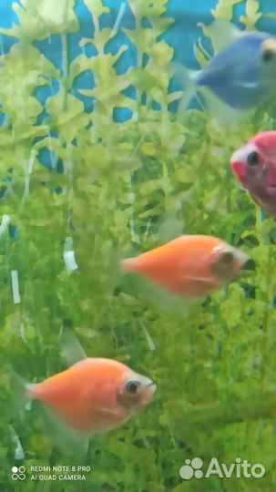 Аквариумные рыбки