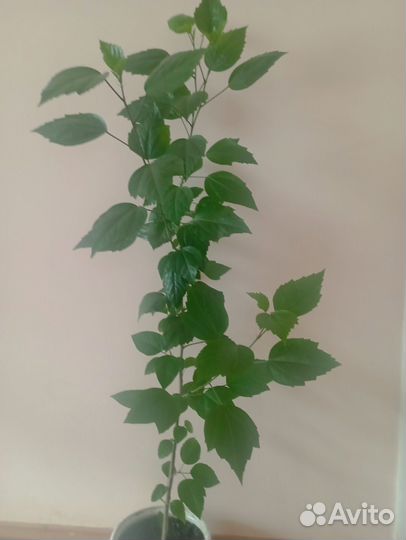 Гибискус китайская роза