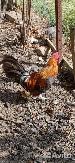 Петухи