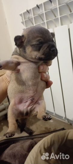 Щенки русский той-терьер