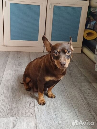 Щенки щенок