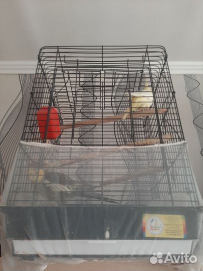 Попугай корелла