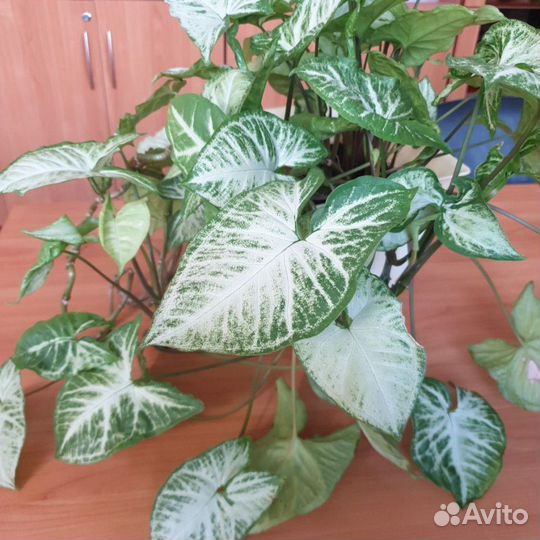 Цветы комнатные