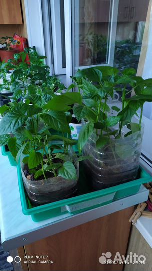 Перец болгарский рассада