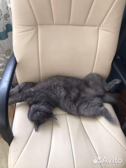 Кошка в добрые руки бесплатно