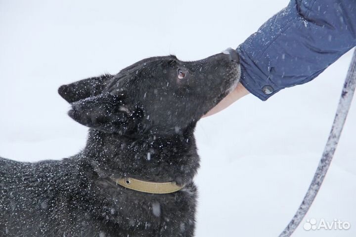 Стильный пёс Дозор