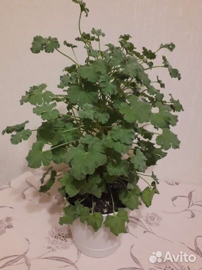 Срезы сортовых пеларгоний