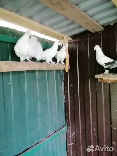 Продам белых голубей