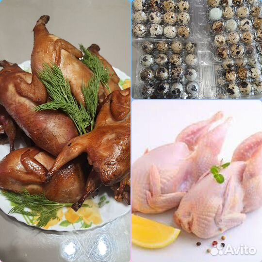 Перепела домашние