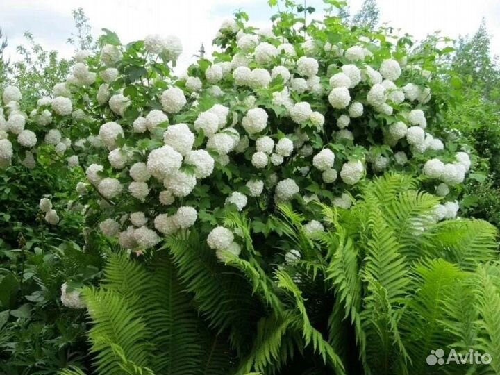 Калина бульденеж