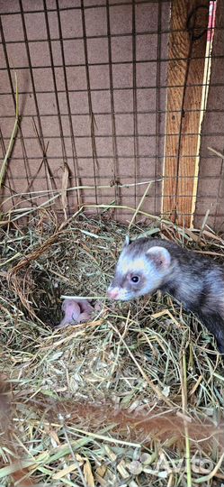 Хорьки, норки, соболь, чернобурки, белка, енот